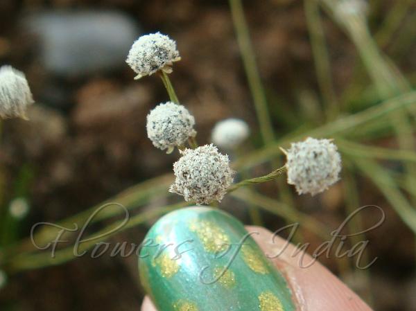 Ribbed-Stem Pipewort